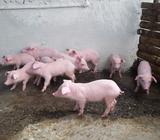 Cerdo en Pie