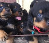 Cachorros Rottwailer Aleman