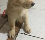 Perro Lobo Mezclado con Chow Chow