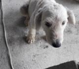 Vendo Perrita Pastora Imglesa