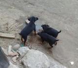 Vendo Dobermans Pincher