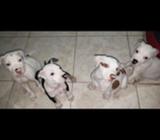 Pitbulls Hermosos