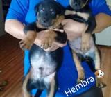 Cachorros