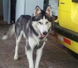 Se Vende Lobo Siberiano