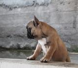Cachorros Bulldog Frances