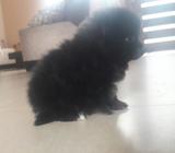 Cachorrro Pomeranio
