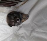 Vendo pomeranian hembra 1mes y medio d edad carnet d vacunas