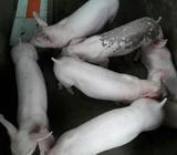 Venta D Lechones