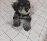 Cachorro Schanauzer 2 Meses