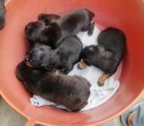 Perritos Pinchers Doberman