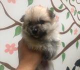 Cachorros Pimeranio
