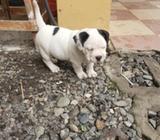 American Bully Disponible Vendo O Vambio