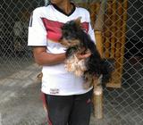 Se Vende Yorky de 5 Meses 0990354887