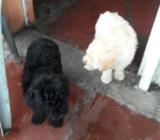 Cachorros Frenchs