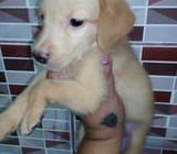 Cachorras Labrador