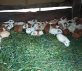 Cuyes de Venta de Todo Tamaño