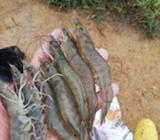 Venta de Pesca de Camaron de Piscina