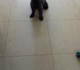 Vendo Snahuser