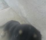 Se Da en Adoccion Cachorro