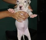 Pitbull Babys