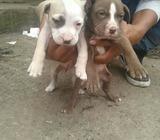 Pitbull