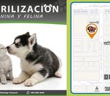 Esterilización canina y felina