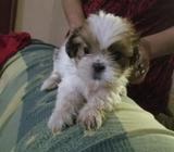 Shih Tzu