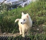 Husky