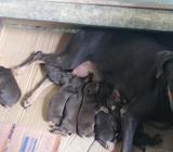 Cachorros Dobermann