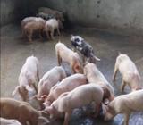 Lechones de Venta