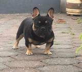 Bulldog Frances Servicio de L