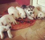 Husky