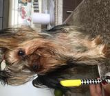 yorkshire terrier toy (reproductor) muy pequeño de 21 cm de altura