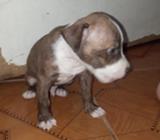 Cachoras Pitbulls