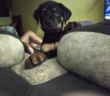 Cachorra Rottweiler