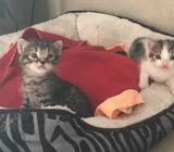 Regalo Gatitos Bebes de Un Mes