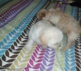 Cachorritas