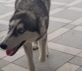 Vendo Perrita