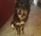 Loba