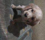 Cocker Spaniel