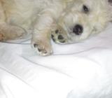 Cachorro Frenchs