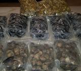 Almejas Y Mejillones