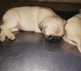 de Venden Perros Pug