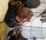 Dobermans Puros