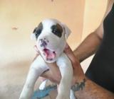 Lindos Pitbulls