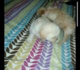 Cachorritas Raza Freichs