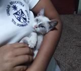 Gatita Siamesa