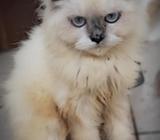 Gato Persa