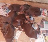 Doberman Sepias