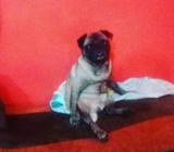 Pug Monta Monta 100 X 100 Original